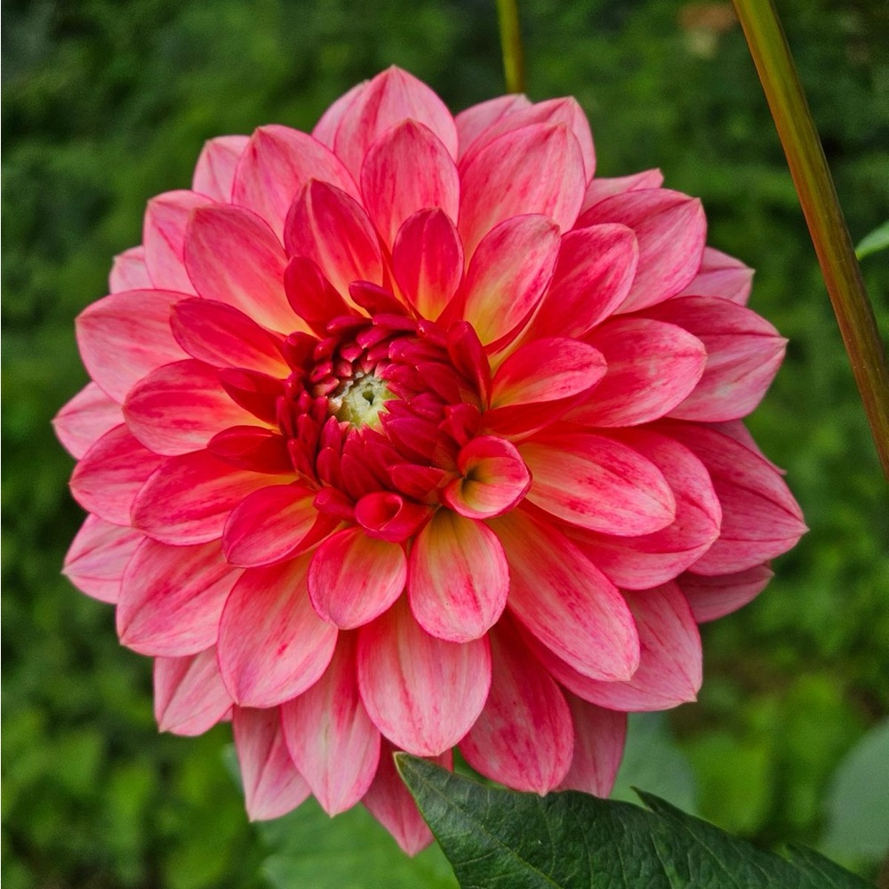 Jabberbox Dahlia Tuber